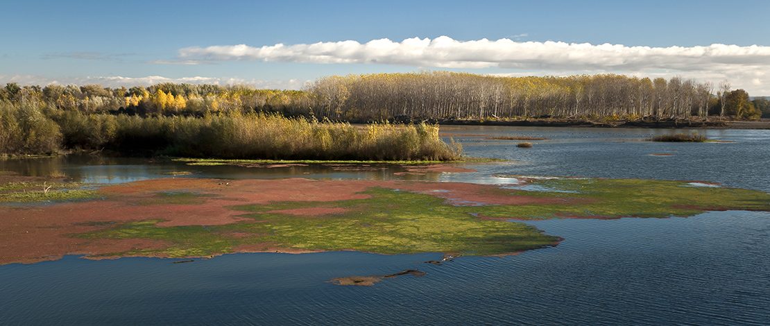 Blick auf den Ebro im Naturschutzgebiet Sotos de Alfaro, La Rioja Blick auf den Ebro im Naturschutzgebiet Sotos de Alfaro, La Rioja