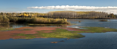 Blick auf den Ebro im Naturschutzgebiet Sotos de Alfaro, La Rioja Blick auf den Ebro im Naturschutzgebiet Sotos de Alfaro, La Rioja