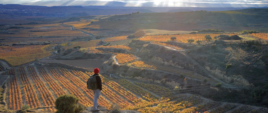 Randonneur dans les vignobles de La Rioja Randonneur dans les vignobles de La Rioja