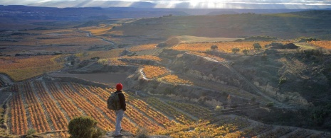 Randonneur dans les vignobles de La Rioja Randonneur dans les vignobles de La Rioja