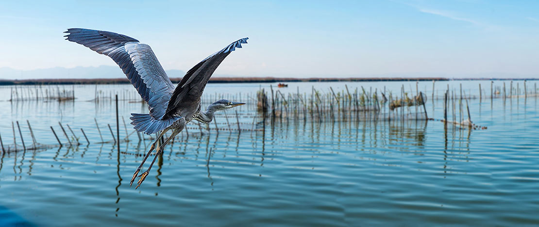 Garza gris alza el vuelo en la Albufera, Comunidad Valenciana