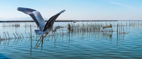 Garza gris alza el vuelo en la Albufera, Comunidad Valenciana Garza gris alza el vuelo en la Albufera, Comunidad Valenciana