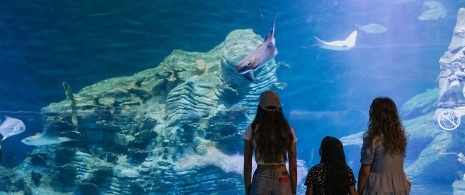 Turisti nell'Oceanogràfic di Valencia Turisti nell'Oceanogràfic di Valencia