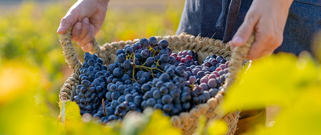 Bunches of grapes at Requiel Utiena, Valencia