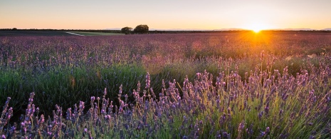 Lavender Fields, Brihuega Lavender Fields, Brihuega