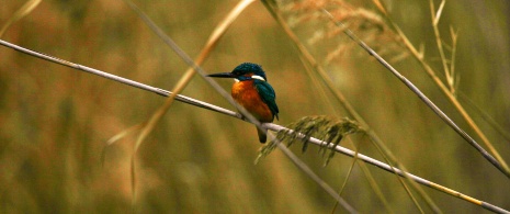 Observation d'oiseaux sur les étangs, Minorque Observation d'oiseaux sur les étangs, Minorque