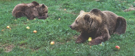 Niedźwiedzie na szlaku Senda del Oso, Asturia Niedźwiedzie na szlaku Senda del Oso, Asturia