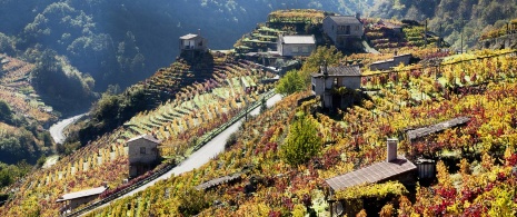 Vignes sur la Ribeira Sacra Vignes sur la Ribeira Sacra