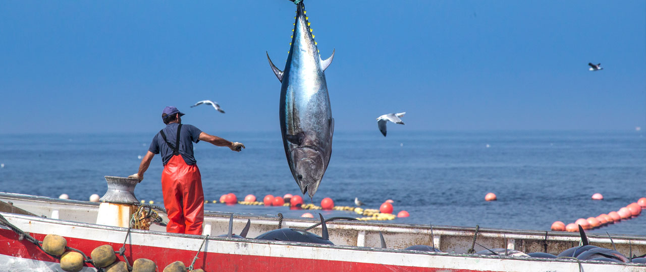 Giornata di pesca nella Tonnara