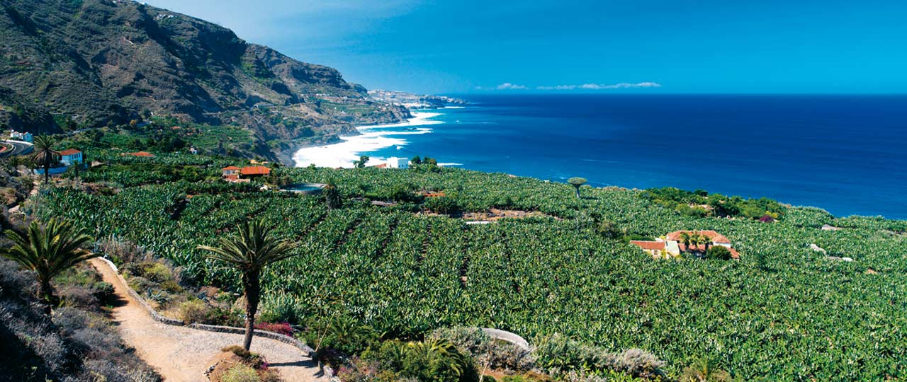 Bananenanbau in Realejos, Teneriffa