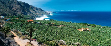Bananenanbau in Realejos, Teneriffa Bananenanbau in Realejos, Teneriffa