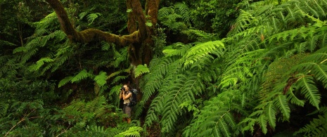 Junge Frau beim Fotografieren des Lorbeerwaldes von Anaga Junge Frau beim Fotografieren des Lorbeerwaldes von Anaga