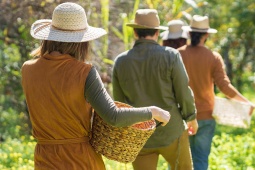 Touristen bei der Ernte in einem nachhaltigen Garten